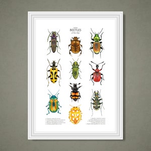 Insect Poster, Insect Print, Watercolour Illustration, PDF, Digital A3 ...