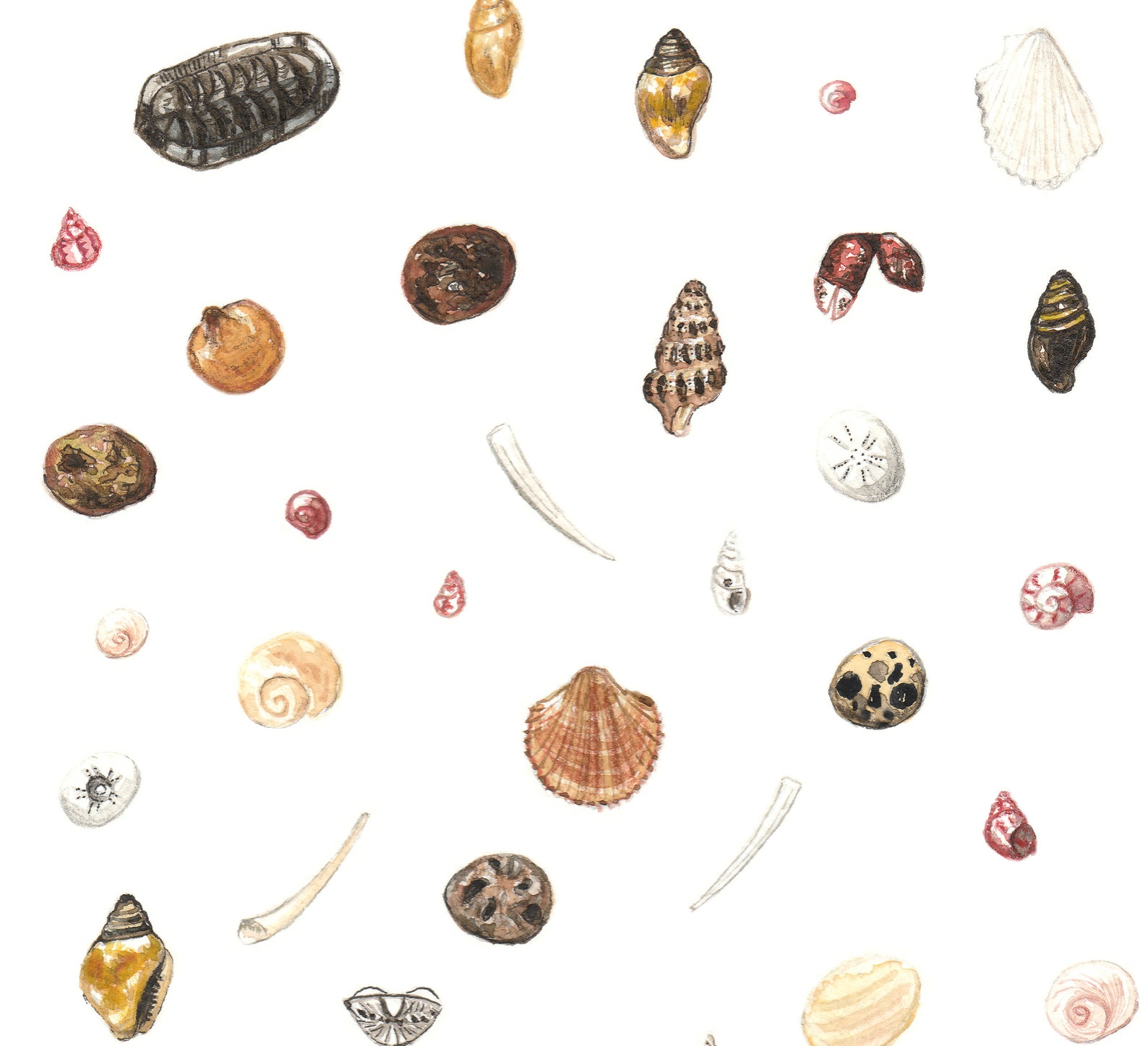 Nature Greeting Card Seashell Card Printable Art Sea - Etsy
