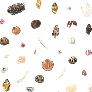Nature Greeting Card, Seashell Card, Printable Art, Sea Lovers ...