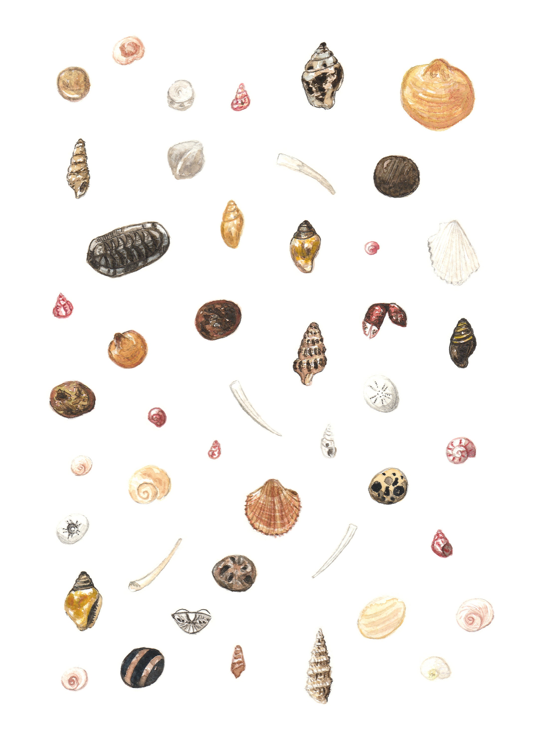 Nature Greeting Card Seashell Card Printable Art Sea - Etsy