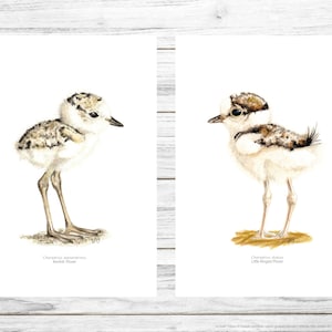 Poster di uccelli, illustrazione di uccelli, arte della parete, download di poster digitali e stampabili, acquerello, piviere Kentish, piccolo piviere ad anelli, Charadrius