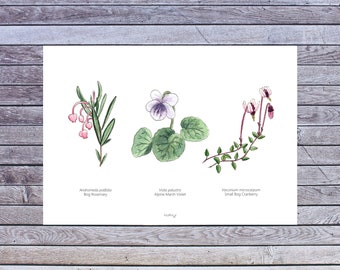 Wetlands poster, Plant poster, Wall art, Plant Printable Art, Digital A5 Download, Watercolor, Botanical illustration, Viola, Botany, Bog