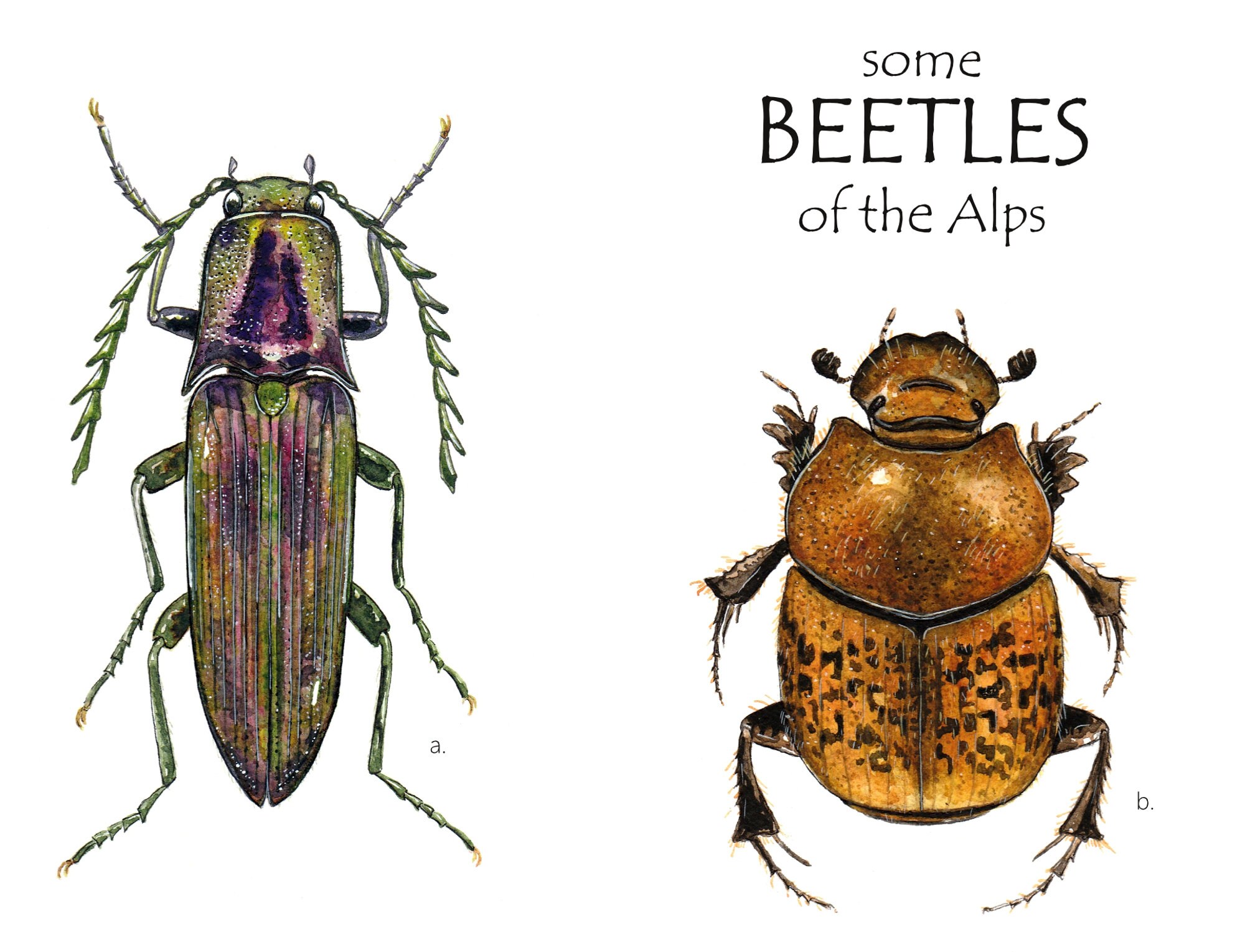 Insect Poster, Insect Print, Watercolour Illustration, PDF, Digital A3 ...