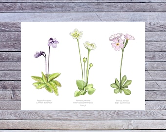 Wetlands poster, Carnivorous plant, Plant poster, Wall art, Plant Printable Art, Digital A5 Download, Watercolor, Botanical illustration