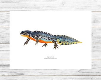 Alpine Newt print, Amphibious, Wall art, Amphibian illustration, Printable Art, Digital Poster Download, Watercolor, Animals of the Alps