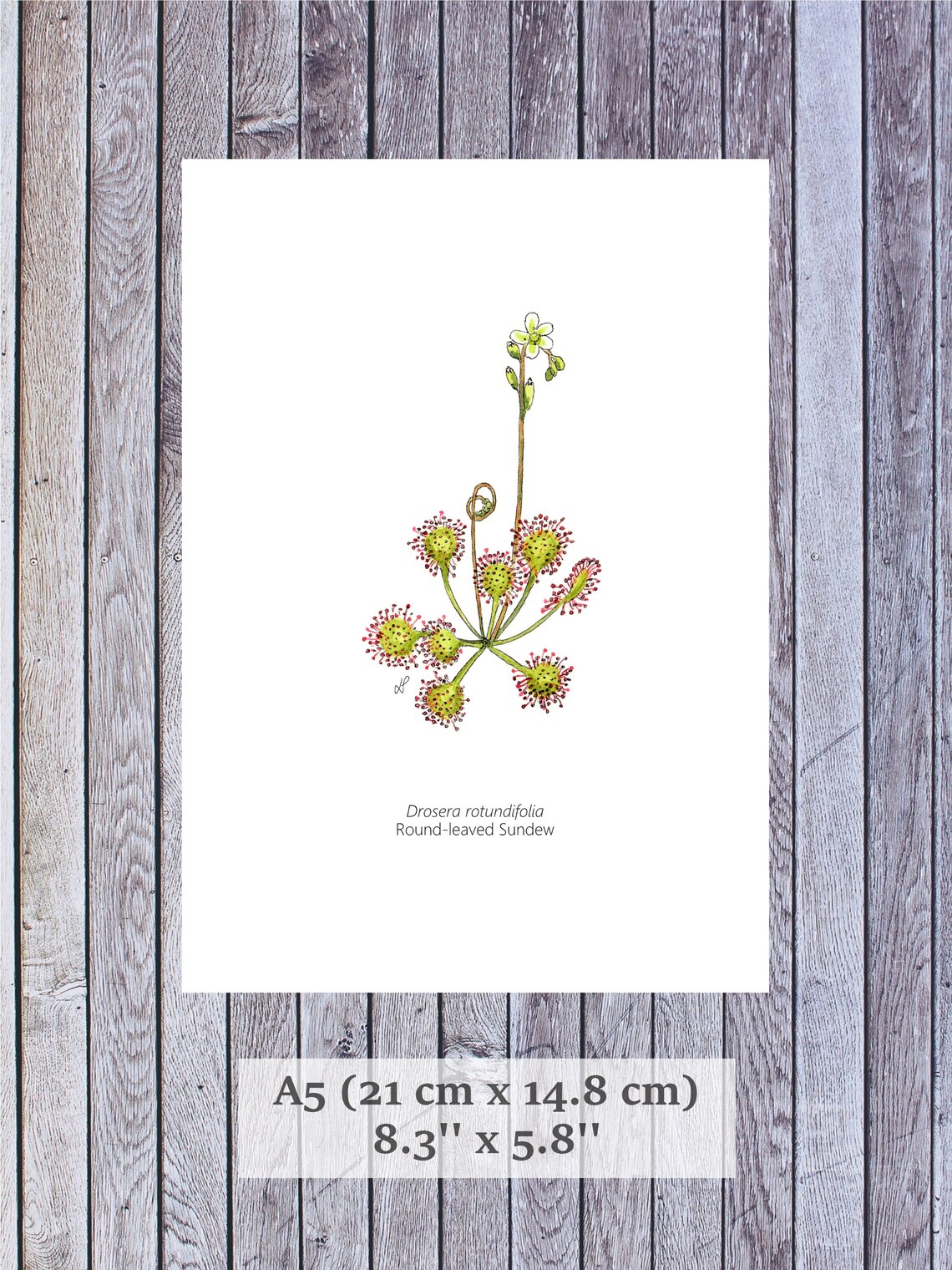 Carnivorous Plant, Plant Poster, Wall Art, Plant Printable Art, Digital ...
