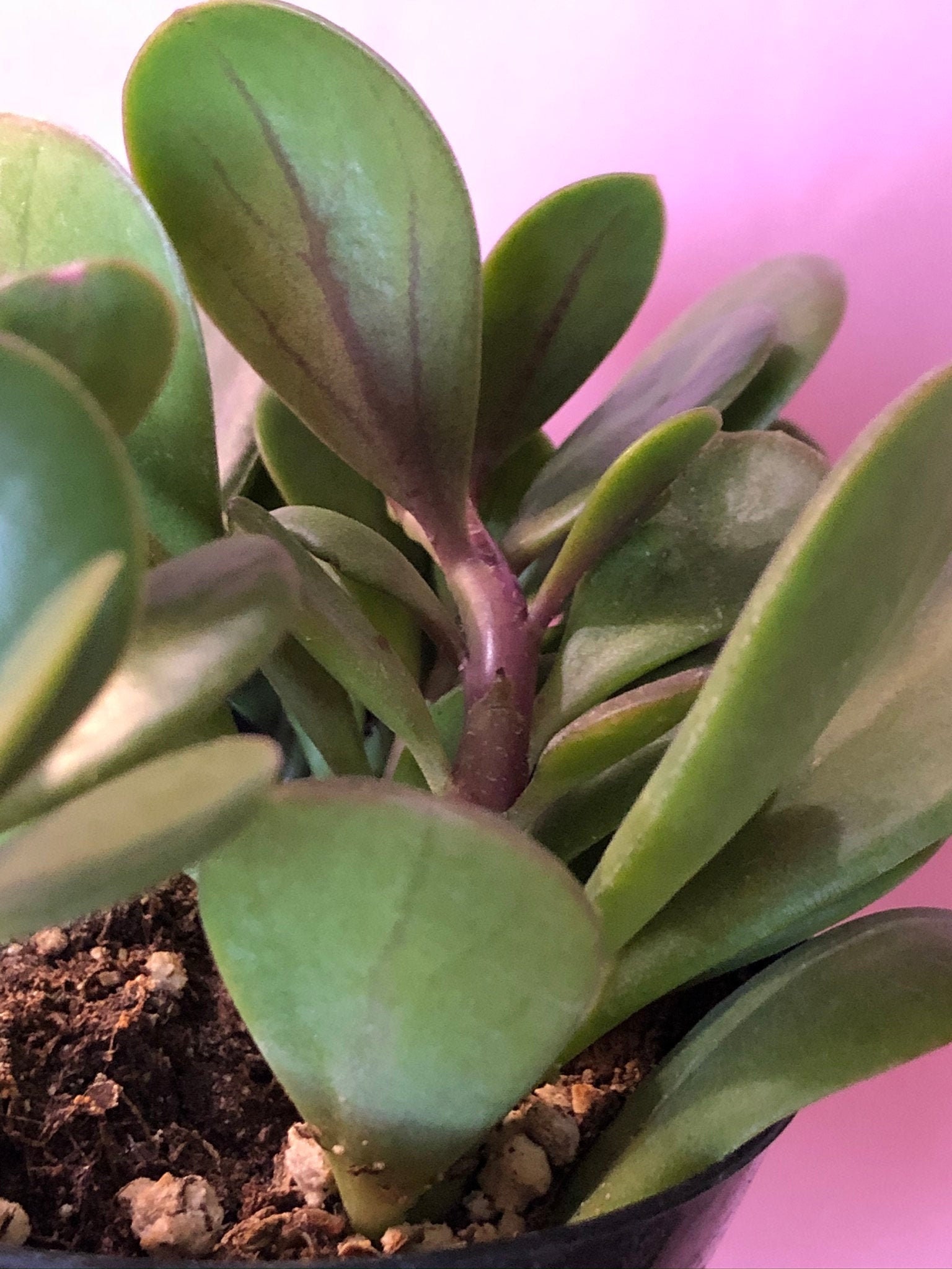 Trailing Jade plant Senecio jacobsenii 4 pot Etsy