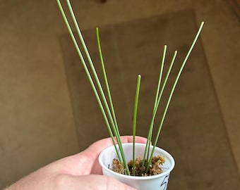 Hoya Serpens Silver - Etsy