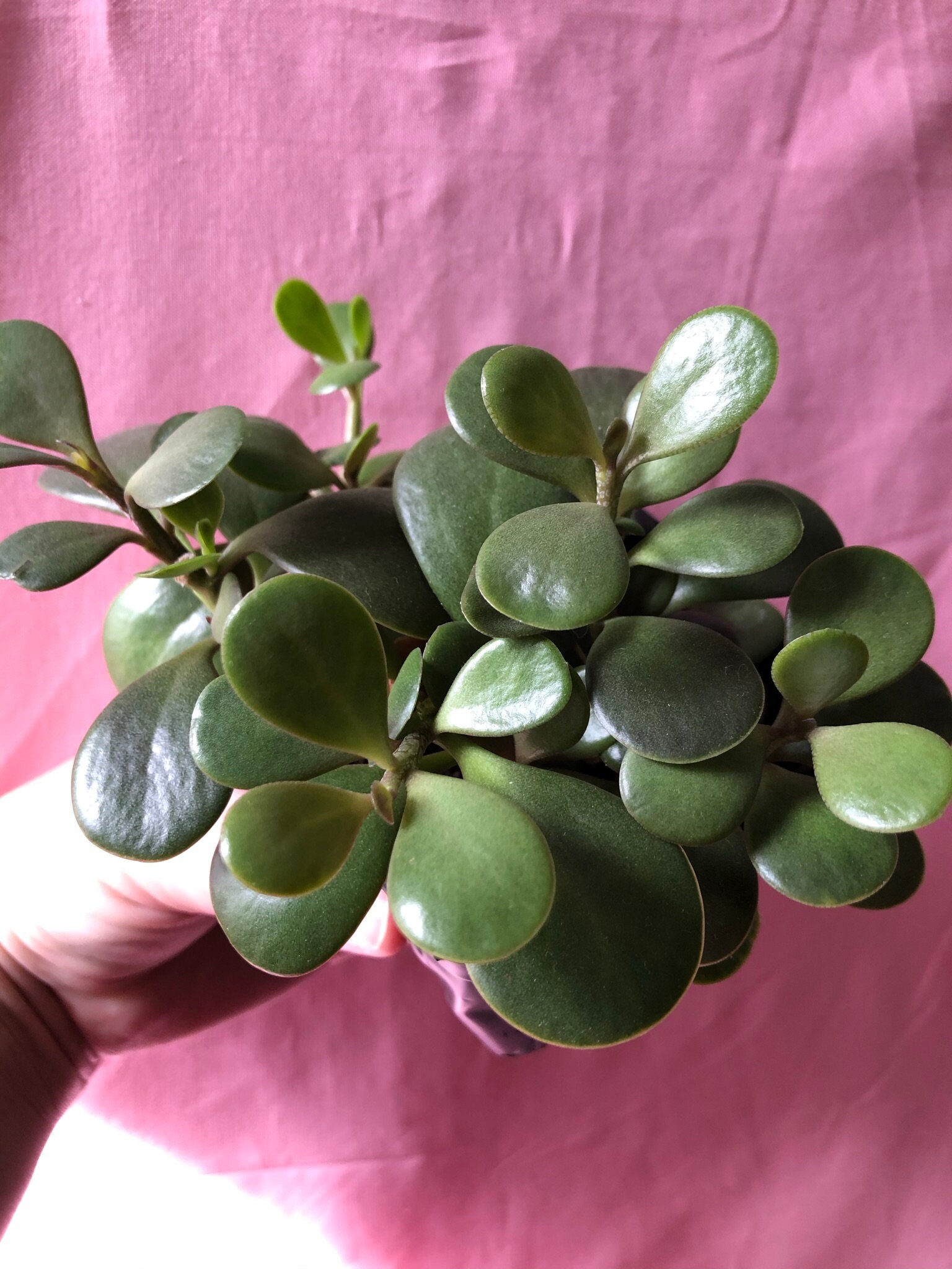 Trailing Jade plant Senecio jacobsenii 4 pot Etsy