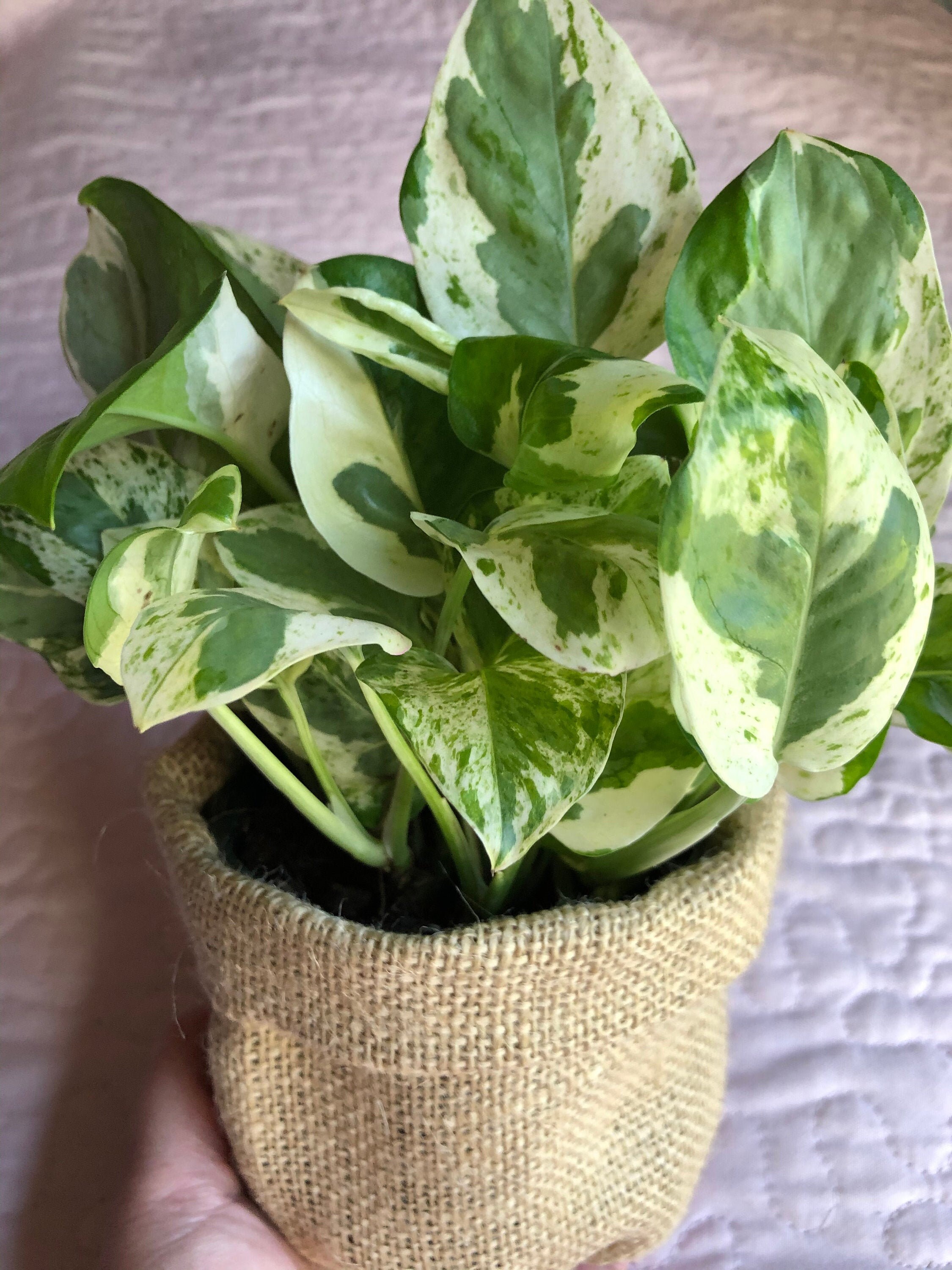 Burlap Plant Pot Cover Make your plant look like it's Etsy