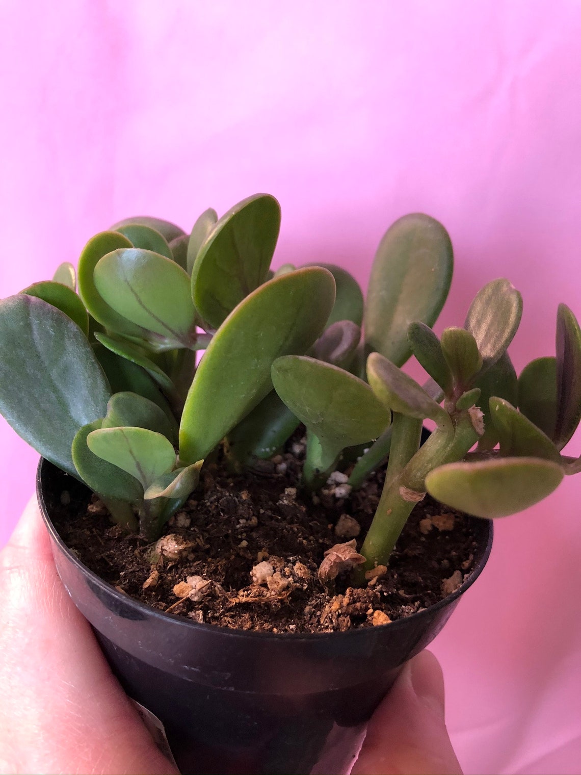 Trailing Jade plant Senecio jacobsenii 4 pot Etsy