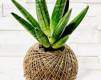Kokedama - Sansevieria Boncellensis 'Hedgehog' (Artist's Choice)