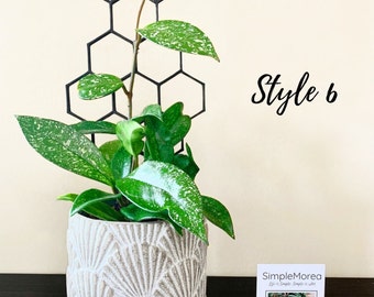 12" Tall Black Honeycomb Plant Trellis, Style #6 (Same Pattern as #2)