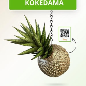 Kokedama - Sansevieria ‘Francisii’  (Artist's Choice)