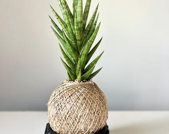 Kokedama - Sansevieria ‘Francisii’  (Artist's Choice)