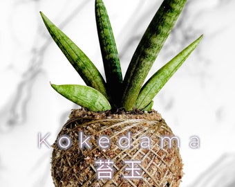 Kokedama - Sansevieria 'Starfish' (Grower's Choice)