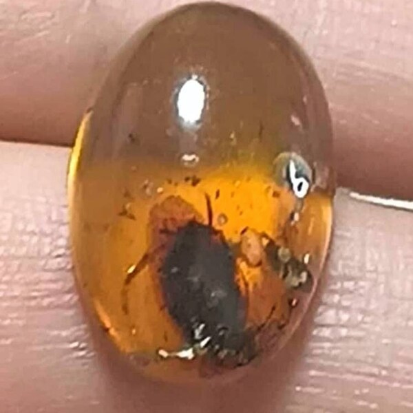 Burmese Amber Golden Oval Cabochon Fossilized with Insect Inclusion