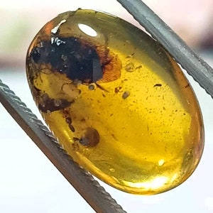 昆虫を内包したビルマ産琥珀の黄金のオーバルカボション（化石化）