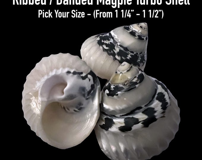 Ribbed / Banded Magpie Turbo Shells (hermit Crab Shell - Opening Sizes ...