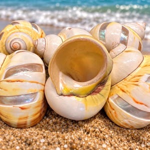 May include: A collection of polished spiral seashells featuring cream and golden-yellow tones with iridescent, pearlescent cut-out sections. The shells are arranged in a cluster, showcasing their smooth, glossy surfaces and natural, intricate whorl patterns.