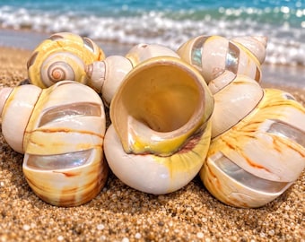 Carved Windmill Avocado Turbo Shells (Hermit Crab Shell - available opening sizes from 1- 1/8” to 1 5/16")