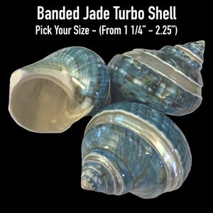 Banded Jade Turbo Shell - Hermit Crab Shell