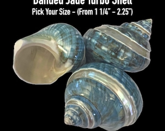 Banded Jade Turbo Shell - Hermit Crab Shell