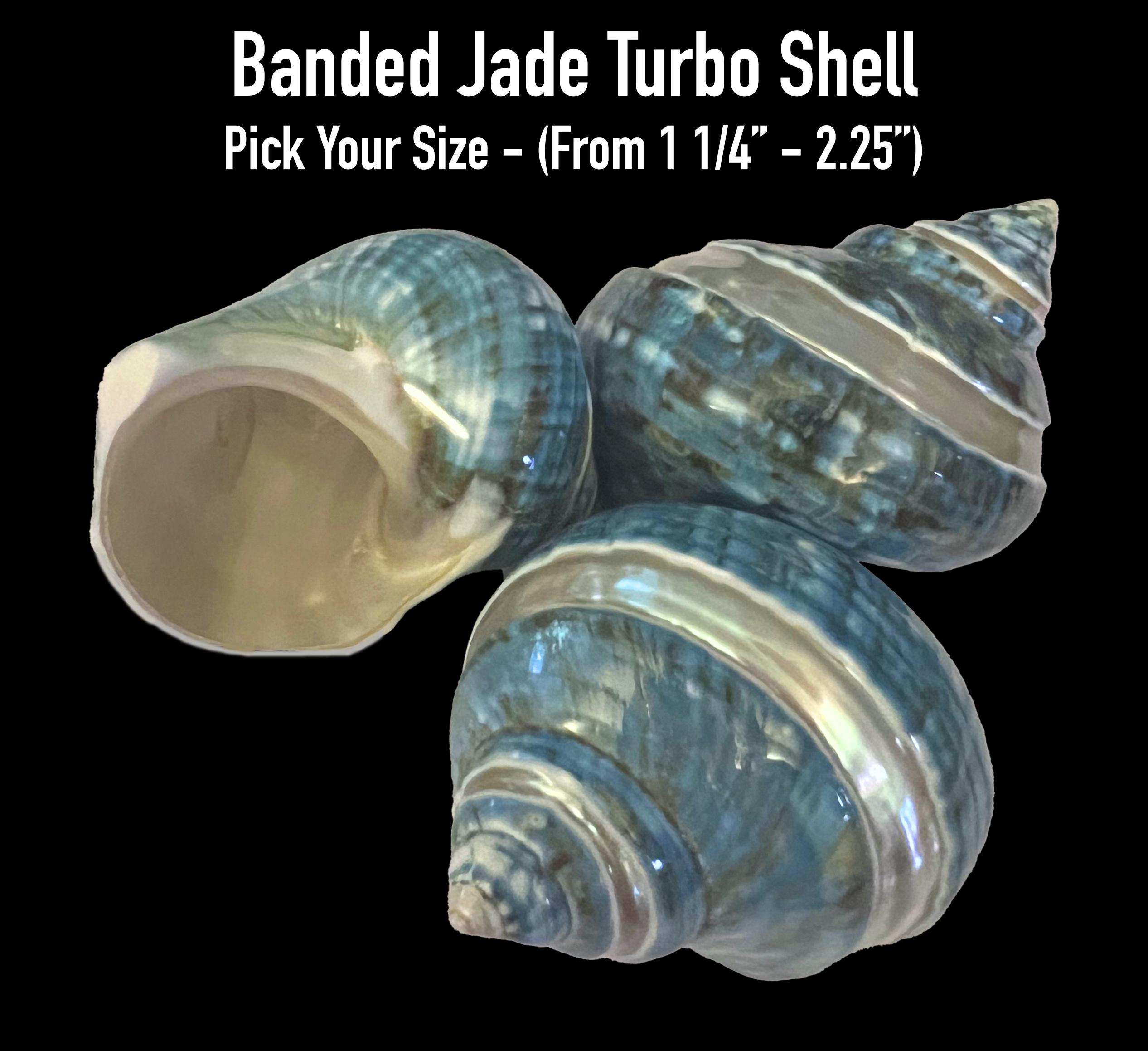 Banded Jade Turbo Shell - Hermit Crab Shell - Etsy