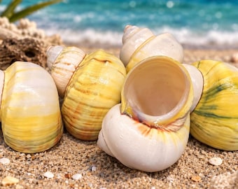 Natural Avocado Turbo Shells (Hermit Crab Shell - available opening sizes from 1- 1/8” to 1 5/16")
