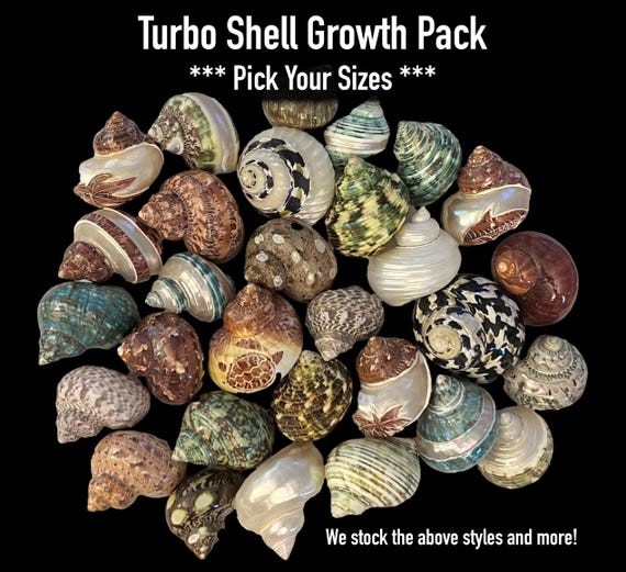 Turbo Shells Pack - Hermit Crab Shell Growth Pack