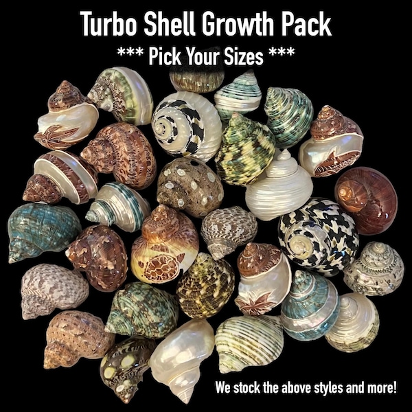 Turbo Shells Pack - Hermit Crab Shell Growth Pack