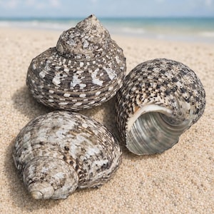 Mexican Turbo Shells (Hermit Crab Shell - select opening sizes from 3/4" to 1")
