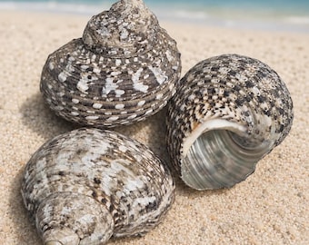 Mexican Turbo Shells (Hermit Crab Shell - select opening sizes from 3/4" to 1")