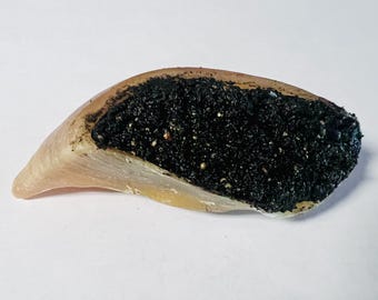 Stuffed Cow Hoof - Hermit Crab Food - Enrichment - Vacation Feeder (OR ANY TIME!)