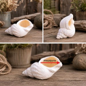 May include: A white, textured seashell ornament with a light yellow interior. The shell is displayed on a wooden surface. The word "measure" is written on the image.