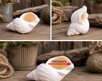 Common Whelk Hermit Crab Shell