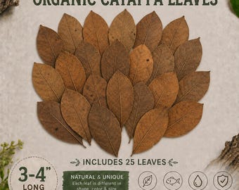 25 Catappa-bladeren (Indische amandelbladeren) - een lekkernij voor heremietkrabben.