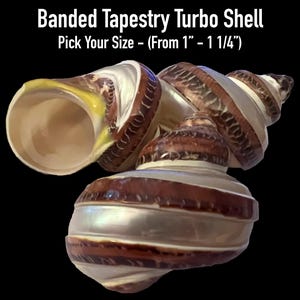 Banded Tapestry Turbo Shells (Hermit Crab Shell - opening sizes from 1" - 1 1/4")
