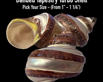 Banded Tapestry Turbo Shells (Hermit Crab Shell - opening sizes from 1" - 1 1/4")