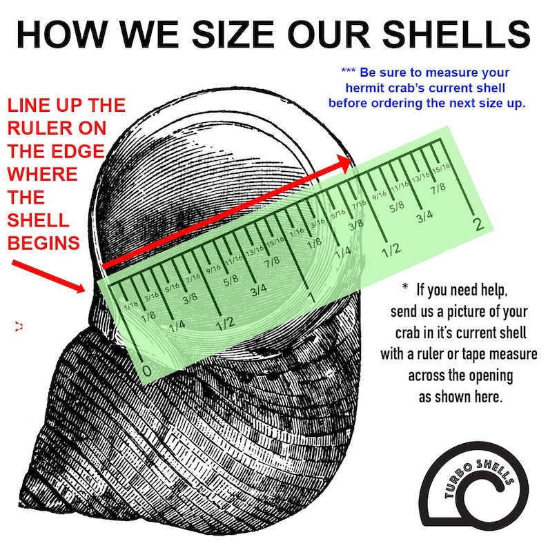 May include: A diagram showing how to measure a hermit crab shell using a ruler. The text reads "How We Size Our Shells" and "Be sure to measure your hermit crab's current shell before ordering the next size up." The ruler is marked in 1/16ths of an inch, 1/8ths of an inch, 1/4ths of an inch, 1/2s, 3/4ths, 1, and 2 inches.