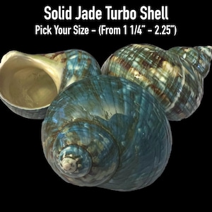 Solid Jade Turbo Shell - Hermit Crab Shell