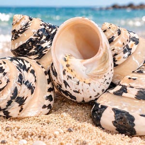 May include: A cluster of four spiraled seashells with a smooth, cream-colored surface and distinct, irregular black markings arranged in bands. The shells feature a conical shape with a wide, open aperture visible on the central shell.