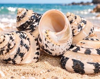 Banded Magpie Turbo Shell (Hermit Crab Shell - select opening sizes from 1-1/8" to 1-1/4”)
