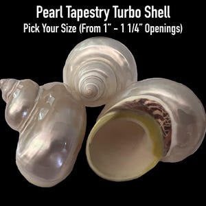 Pearl Tapestry Turbo Shells (Hermit Crab Shell - opening sizes from 1" - 1 1/4")