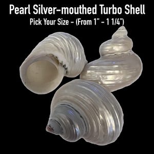 Pearl Silver-mouthed Turbo Shells (Hermit Crab Shell - opening sizes from 1" - 1 1/4")