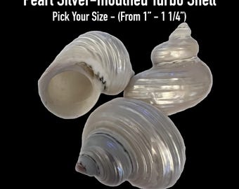 Pearl Silver-mouthed Turbo Shells (Hermit Crab Shell - opening sizes from 1" - 1 1/4")