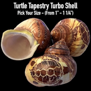 Turtle Tapestry Turbo Shells (Hermit Crab Shell - opening sizes from 1" - 1 1/4")