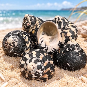 May include: A cluster of five spiraled sea shells featuring a high-contrast pattern of deep black and creamy white markings. The shells have a rounded, turban-like shape with a smooth, glossy texture and a visible, hollow, light-colored interior opening.