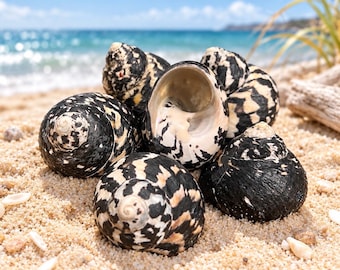 Natural Magpie Turbo Shell (Hermit Crab Shell - select opening sizes from 1-1/4" to 1-1/2”)