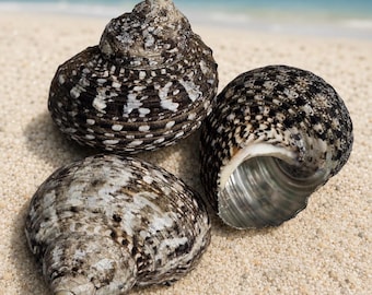 Mexicaanse turboschelpen (schelp van de heremietkrab - selecteer openinggroottes van 1,9 cm tot 2,5 cm)